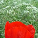 Papaver commutatum